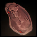 Shriveled Heart
