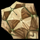 Extinct Turtle Shell